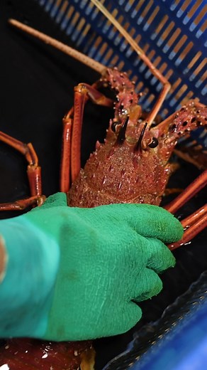 Ever wondered what happens inside a working lobster factory? Our tour walks you through the whole process, start to finish. 🦞 Tours are now hourly between 10am and 4pm. Come visit us these holidays for a fun day out in Cervantes. | Lobster Shack Cervantes