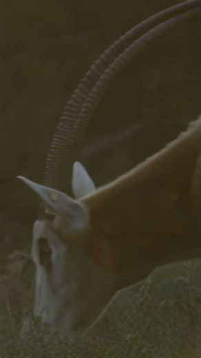 Scimitar-horned oryx are experts at letting time pass. As the weather (sorta) warms up, we're grateful for the quiet moments winter brings us, and looking forward to a bright, fresh spring! | Fossil Rim Wildlife Center