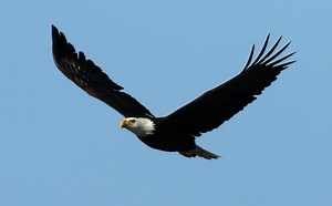 Here’s the best bald eagle viewing in Pennsylvania