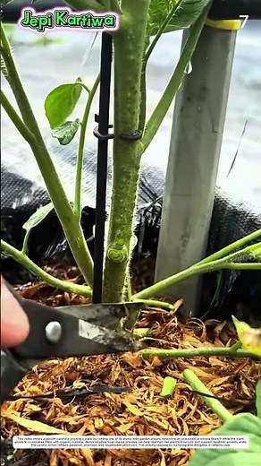 Plant Care: How Manual Pruning Creates a More Organized Growing Structure