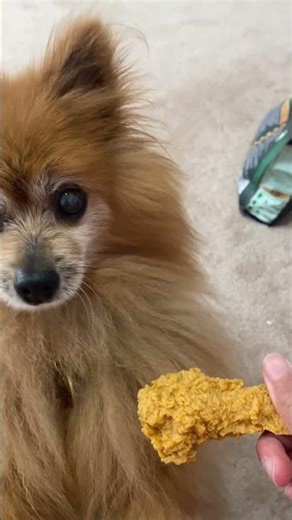 #bibi #pomeranian Bibi didn’t fall for it