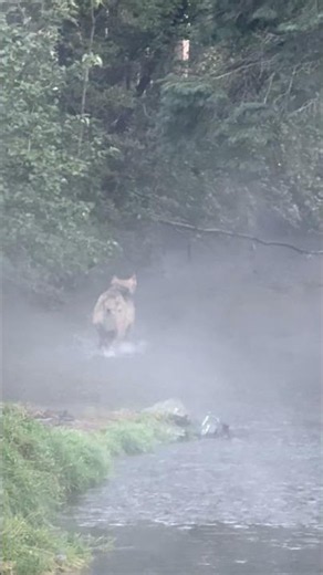 Spotted a Wolf Fishing in the Creek || ViralHog