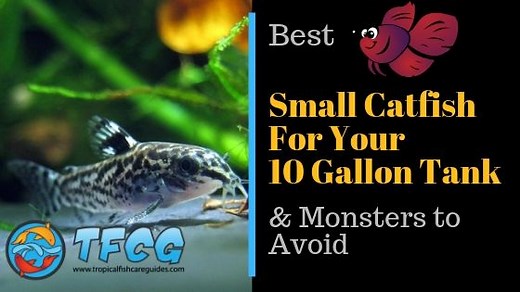4 Best Small Catfish For A 10-Gallon Tank & Monsters To Avoid!