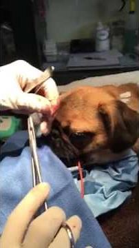Helping a Pug breathe better. Nose surgery in a dog