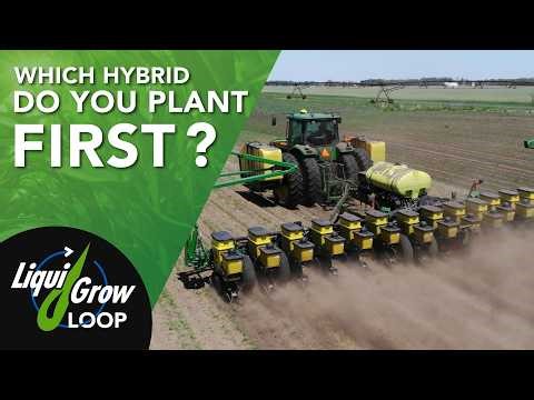 Which Corn Hybrid Should You Plant First?