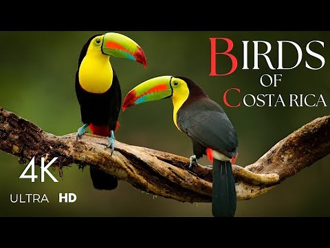 Birdwatching in Costa Rica 4K 🦜🌴🦩