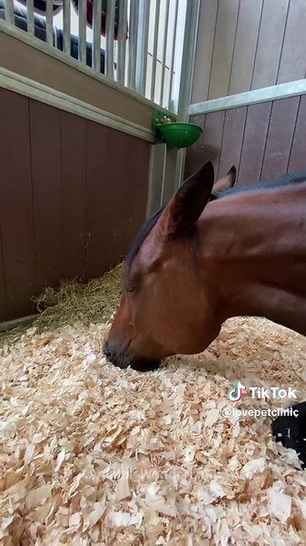 Hay in a dream 😴 #horses #funny #funnyviods #fypシ #funnyhorse #usa🇺🇸 #fyppppppppppppppppppppppp #tiktok #tik_tok #funnyhorses #horse