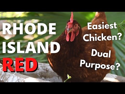 Start Your Flock With RHODE ISLAND REDS? Here's Why
