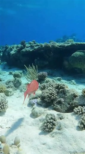🌊🐟 Over the coral reef, a hungry grouper strikes and swallows an unsuspecting fish whole—one shocking, split-second moment. No music, no narration—just reef ambience and pure instinct. 😳🐠 #Grouper #CoralReef #MarineLife #UnderwaterWorld #OceanLife #WildlifeVideo #NatureUnfiltered #WildNature #ReefLife #OceanVibes | Wild Reels