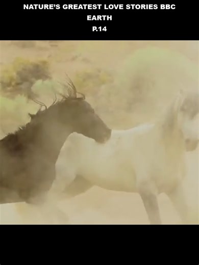 Nature_s_Greatest_Love_Stories_BBC_Earth_Part_14