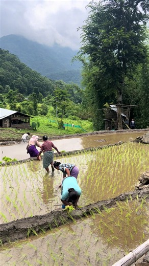 Dhaan Ropda Khet Ma: Tyo Gaire Kheet Ma Dhaan Ropda