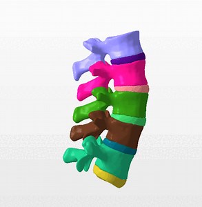 Lumbar vertebral column SEGMENTED IN 10 PARTS