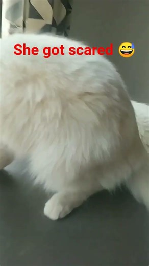 #funny #comedy #explosion #cat