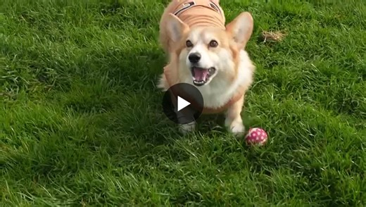 🐾 The Corgi Derby 2026 is a wrap!  What began as a one-off event to celebrate the late Queen Elizabeth II’s Jubilee quickly captured hearts around the world and has since grown into a much-loved… | Aisling Johnston