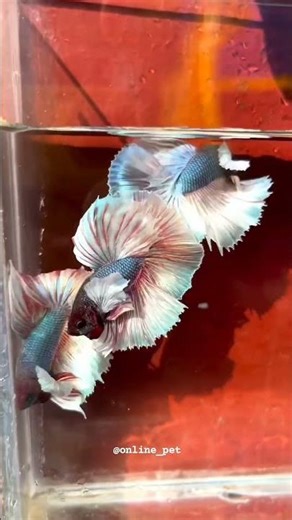 full moon betta