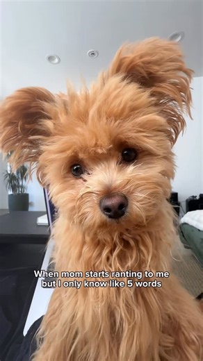 Honey | Pomapoo Puppy | I think she said “dad walk outside, no treats” 😲🫢 #pomapoo #poodlemix #doghumor #confussedpuppy #dogsofinstagram #doginfluencer | Instagram