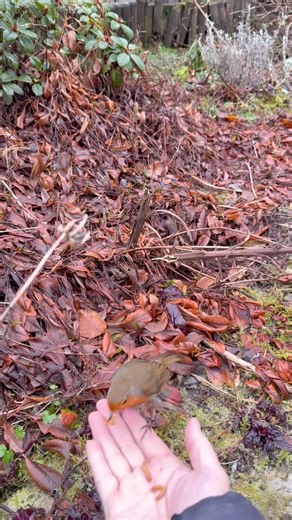 Hand feeding Buddy the Robin