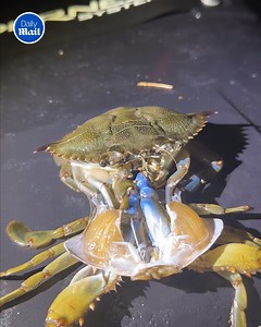 99M views · 10K reactions | This is one of those rare moments most humans never get to see 凉 | Daily Mail Did That Just Happen? | Facebook