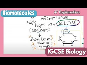 'Biomolecules' - IGCSE Biology