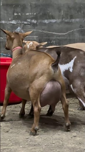 Nigerian Dwarf Goats Milking in Pakistan 🇵🇰 | Tiny Goats, Surprising Milk Production!