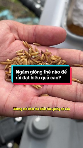 Kỹ thuật ngâm giống đạt hiệu quả cao khi rải bằng máy bay nông nghiệp #maybayxitthuoc #maybayphunthuoc #djit40 #agridrone #ffws2023