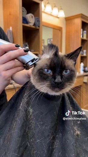 Descubre los Secretos de los Gatos Siameses