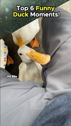 Top 6 Funny Duck Moments!