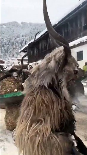 Have you seen the Krampus March in Norway?