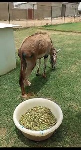 19 reactions · 11 comments | Spark Update: Our vet removed Spark's...