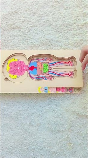 Human body muscles #informative #viralvideo learnandplay #toysagain