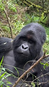 25 reactions | “Gorilla trekking in Rwanda isn’t just a trip — it’s a once-in-a-lifetime encounter with creatures who share almost 98% of our DNA. Join us and explore Volcanoes National Park, where adventure meets conservation. Visit Rwanda with us!” | Gorillastrekking in Rwanda | Facebook