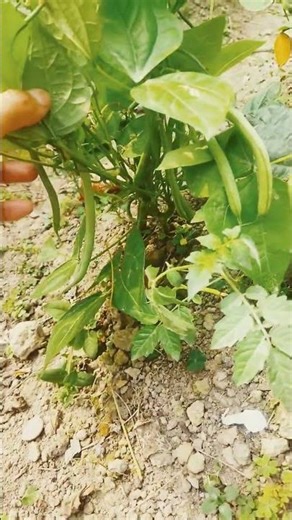 "Repeated Harvests from a Single Plant"#ashortaday #garden #greenlove #kitchengarden