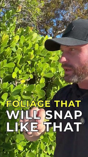 Top Evergreen Privacy Hedges for Backyards | Cocoplum & Clusia