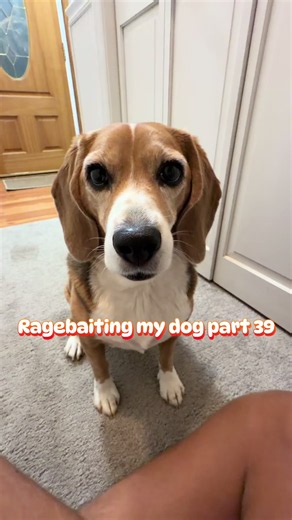 #beagle #funny #dog #ragebait #fyp | Beagle