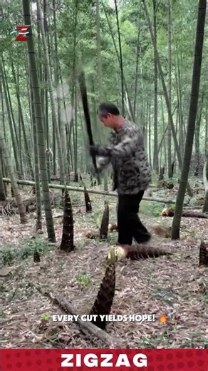 Simple & Effective Digging Tool for Harvesting and Gathering Shoots in Bamboo Forests