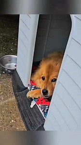 683K views · 45K reactions | #amorincondicional ❤️❤️ #perros ❤️ #amistad ❤️ #comonoamarlos ❤️❤️ #DiarioIntendenciasBA #BernarditaTutaglio #intendenciasba | Maria Tutaglio | Facebook