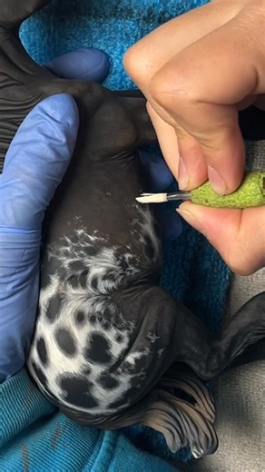 Equine Artistry By Darynn on Instagram: "Appaloosa Breyer Custom #breyer #breyerhorse #breyerhorses #breyercustom #peterstone #model #modelhorse #modelhorses #equine #equineart #equinesculpture #horse #horses #horseart #horsesculpture #breyerfest #custom #customizing #drasticcustom #repaint #paint #painting #sculpting #breyermodelhorses #breyermodels #tutorial #howto #appaloosa"