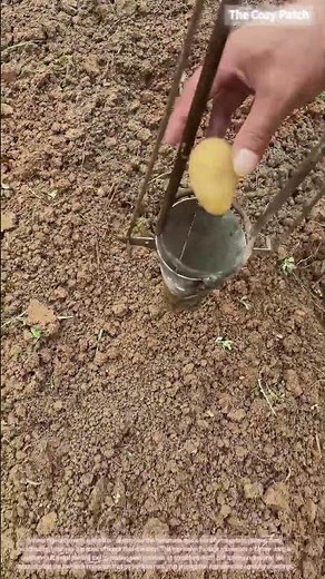Potato Planting Jig! Custom Manual Seed Placement Tool