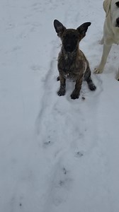 3.2K views · 122 reactions | Dutch Shepherd Puppies !!!! Rick8157219090 | Twin Bridges Kennels | Facebook