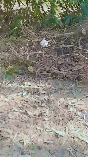 #bollywood #hindisong #bollywoodsongs 🙏🙏🙏💙💙