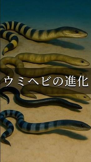 ウミヘビの進化 #ウミヘビ#ヘビ#進化