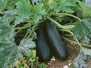Semer des graines de courgette : Guide pour une récolte réussie