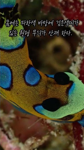 푸른점능선갯민숭달팽이 #scubadiving #한반도생물다양성#국립생물자원관#호남권생물자원관