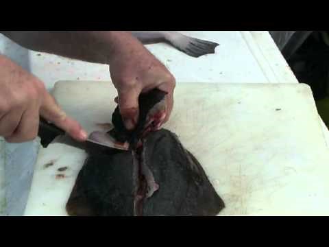 Flounder and Fluke Cleaning: Scaling, Stuffing, Cooking