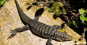 O lagarto brasileiro teiú é 1º réptil que produz calor próprio. Mas como?
