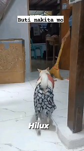 Muntik ng naisama sa basura ang ipon mo #hiluxdog #ilokano #doglover #videoviralシ #aspin #funnyreels #dog #fypシ゚ | Leonardo Cabading