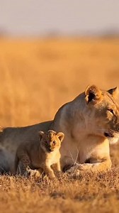 😍🥰 A mothers protection • Lion cubs are quick developers and start to walk at 10 to 15 days old. They also grow baby teeth while they are very young. Baby lions are totally dependent on their mothers for food and protection during the first few months. The lionesses will keep her cubs hidden from other lions for up to two months. After this time, she brings them out of hiding and introduces them to the rest of the pride. The lion cubs spend a lot of time playing or sleeping during their first 