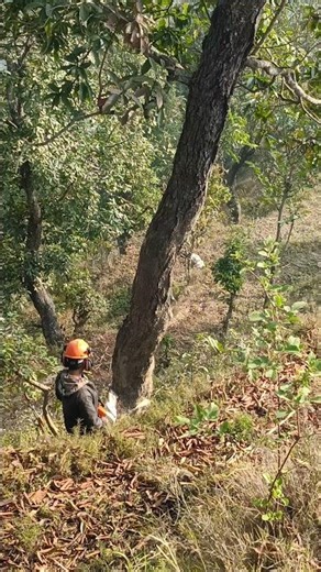 chainsaws cutting tree #shortvideo #wheelsaw #cuttingskills