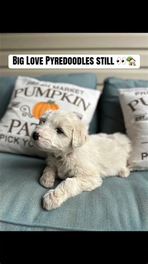 Pyredoodles still looking for love. Greatly reduced #puppy #pyredoodle #greatpyrenees #sheepadoodle