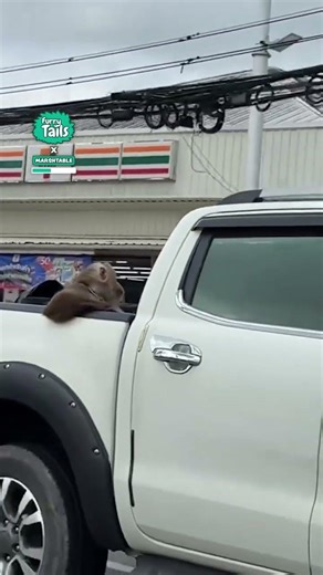 Monkeys getting a lift in a truck 🛻